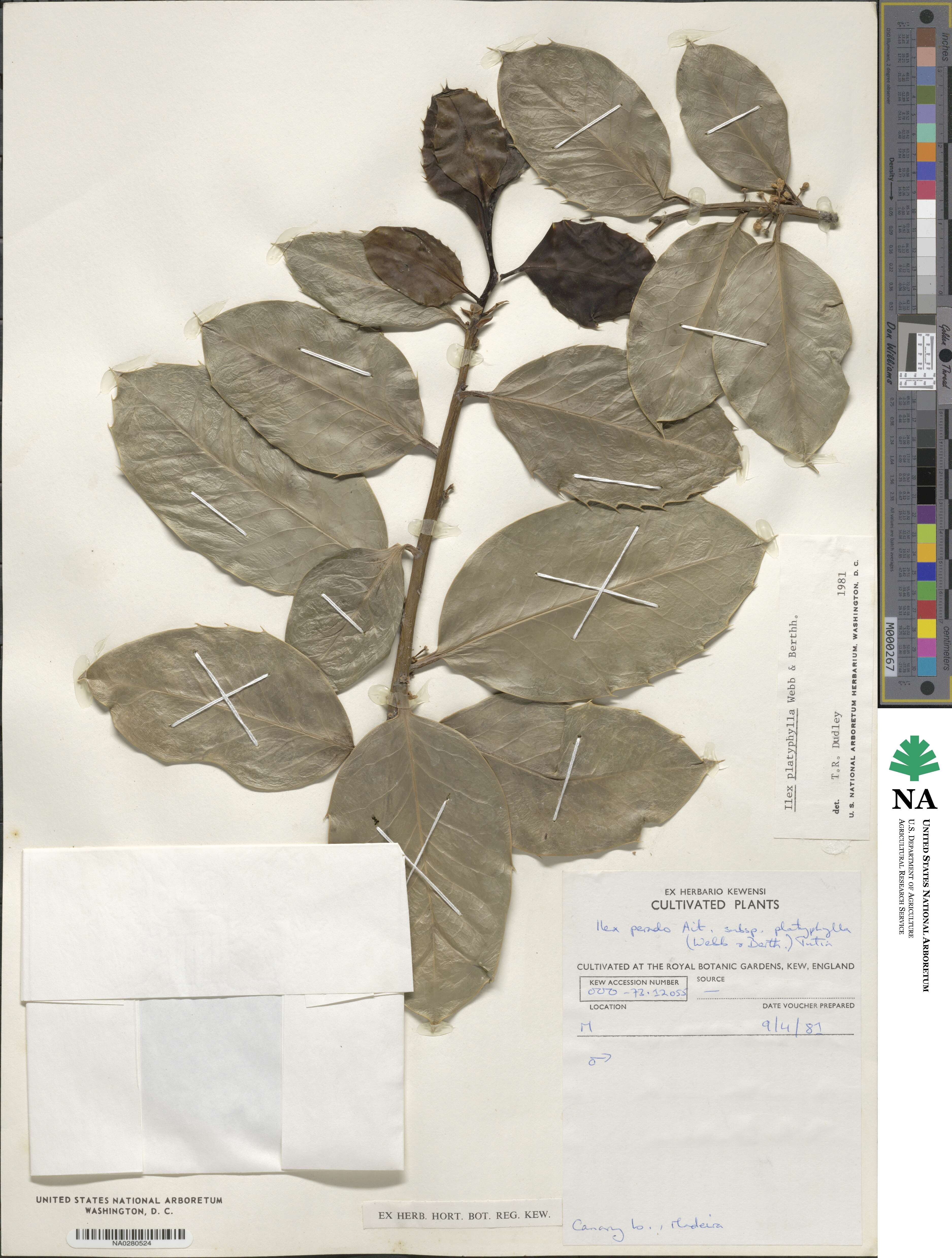 Ilex perado subsp. platyphylla image