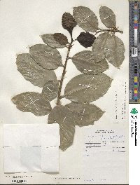 Ilex perado subsp. platyphylla image