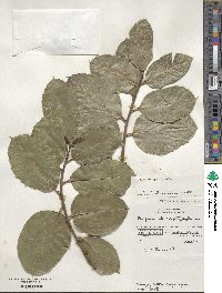 Ilex perado subsp. platyphylla image