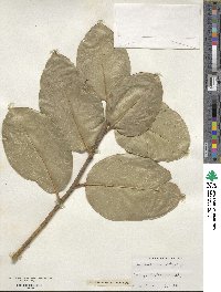 Ilex perado subsp. platyphylla image