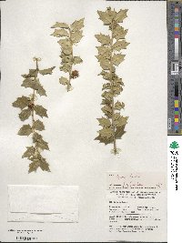 Ilex pernyi image