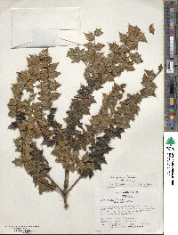 Ilex pernyi image