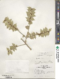 Ilex pernyi image