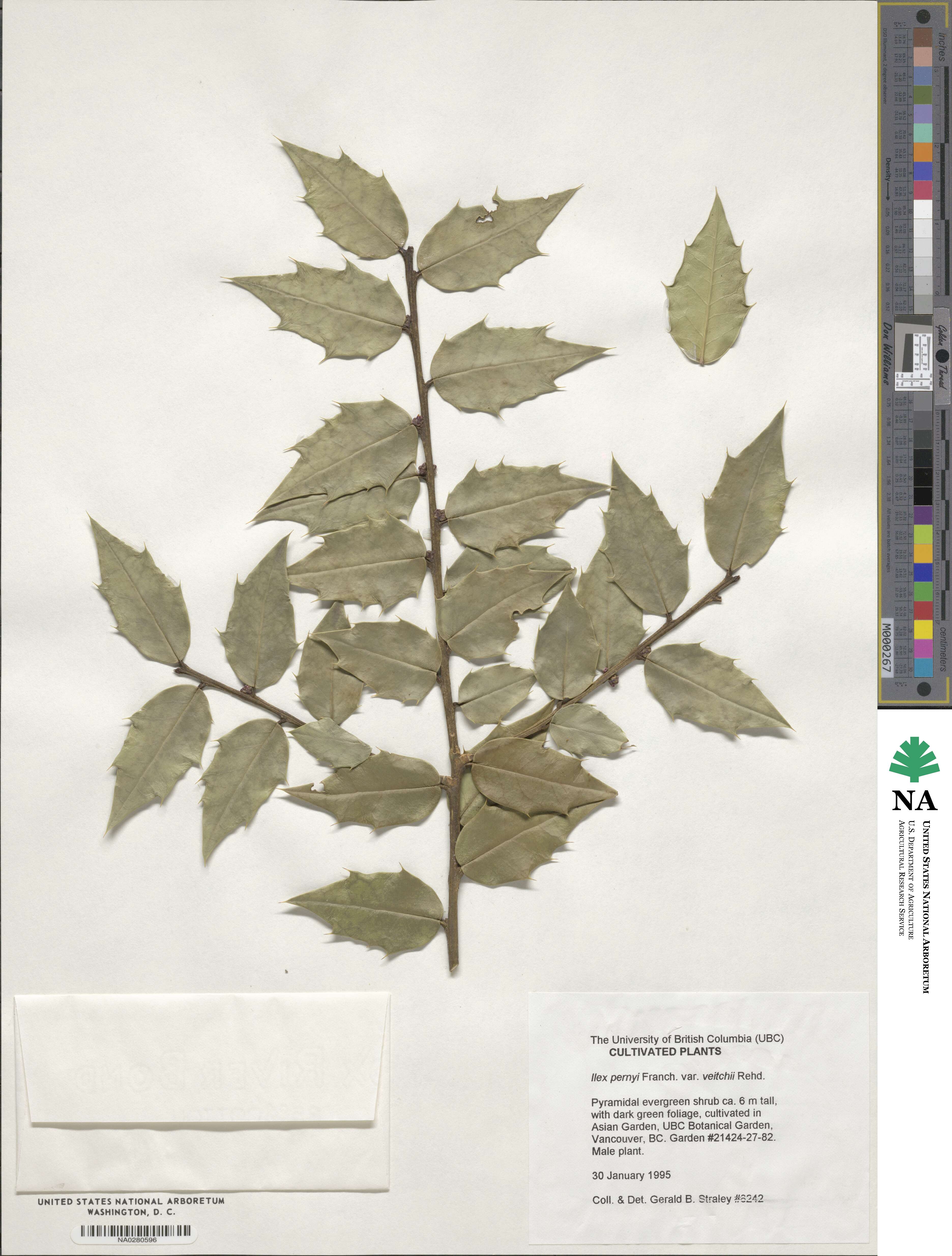 Ilex bioritsensis image