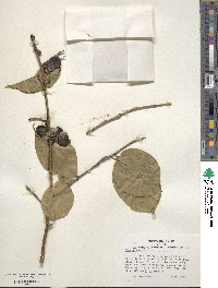 Ilex kusanoi image