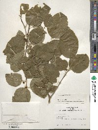 Ilex kusanoi image