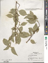 Ilex kusanoi image