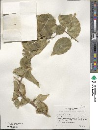 Ilex kusanoi image