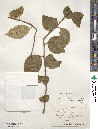 Ilex kusanoi image