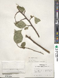 Ilex kusanoi image