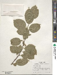 Ilex kusanoi image