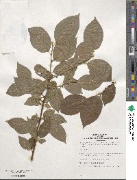 Ilex kusanoi image