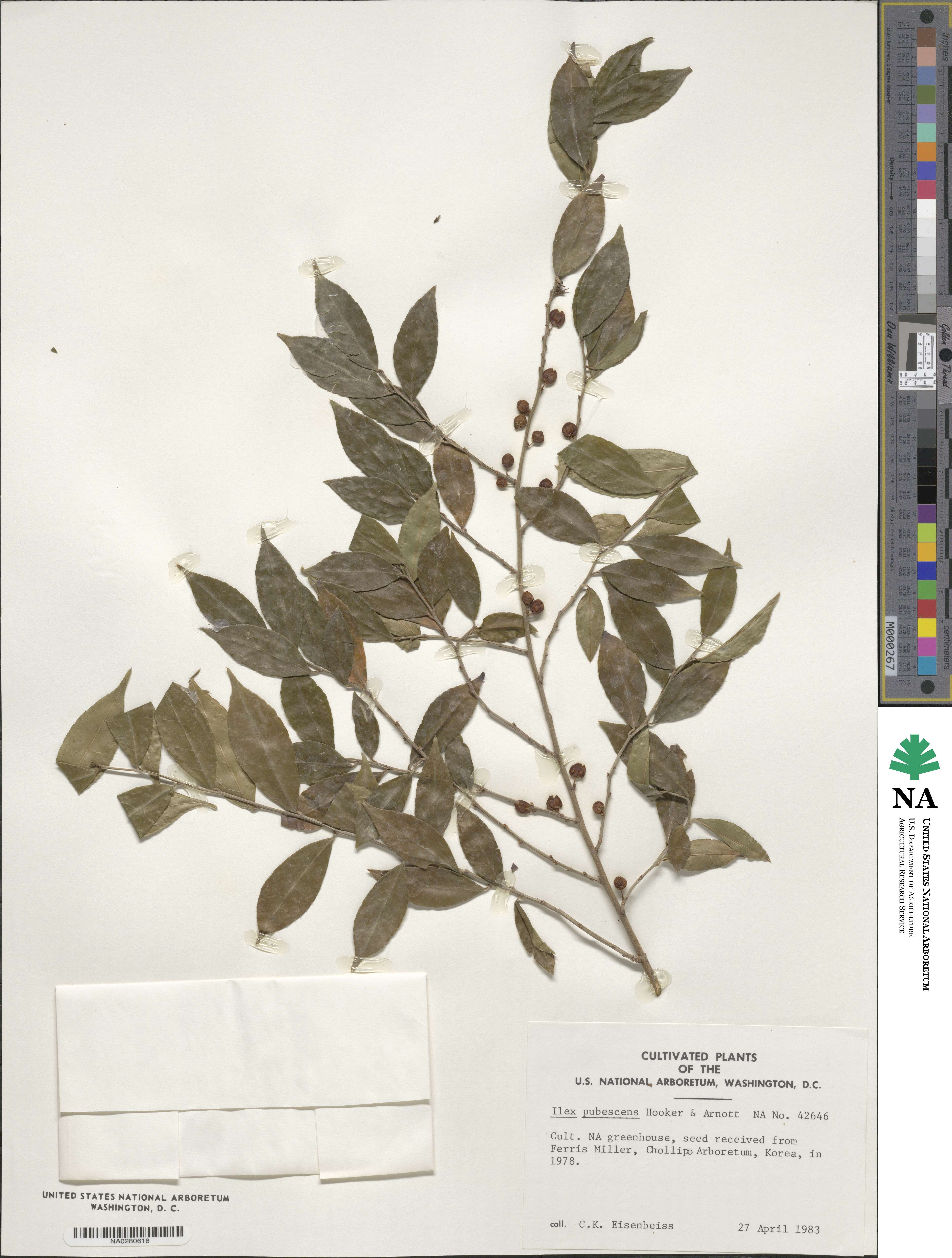 Ilex pubescens image