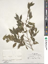 Ilex pubescens image