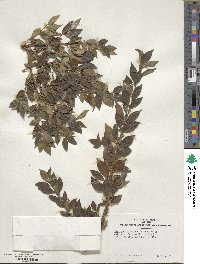 Ilex pubescens image