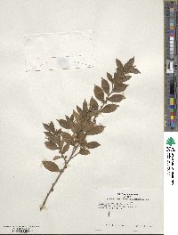 Ilex pubescens image