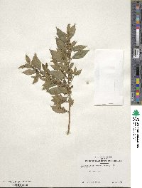 Ilex pubescens image