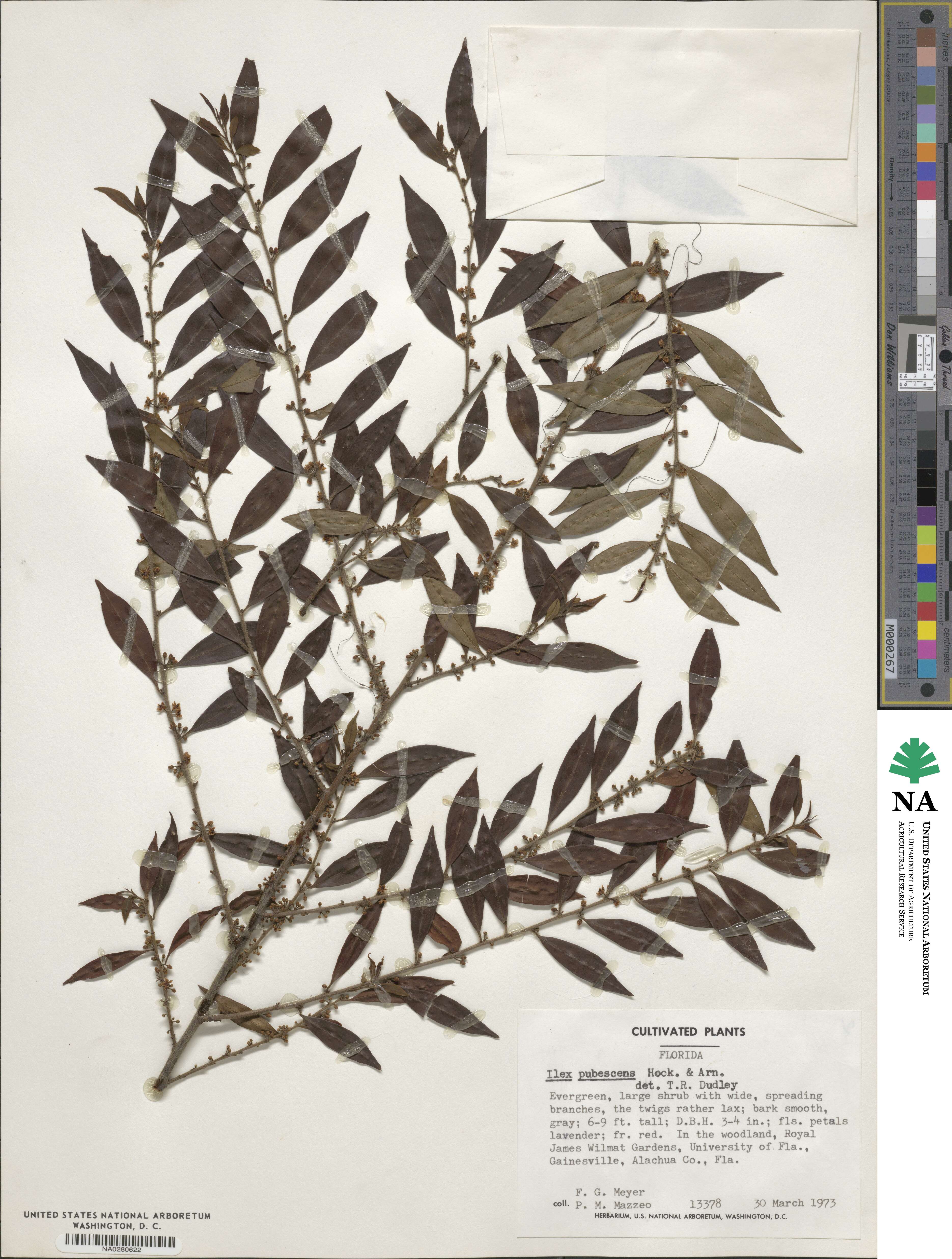 Ilex pubescens image