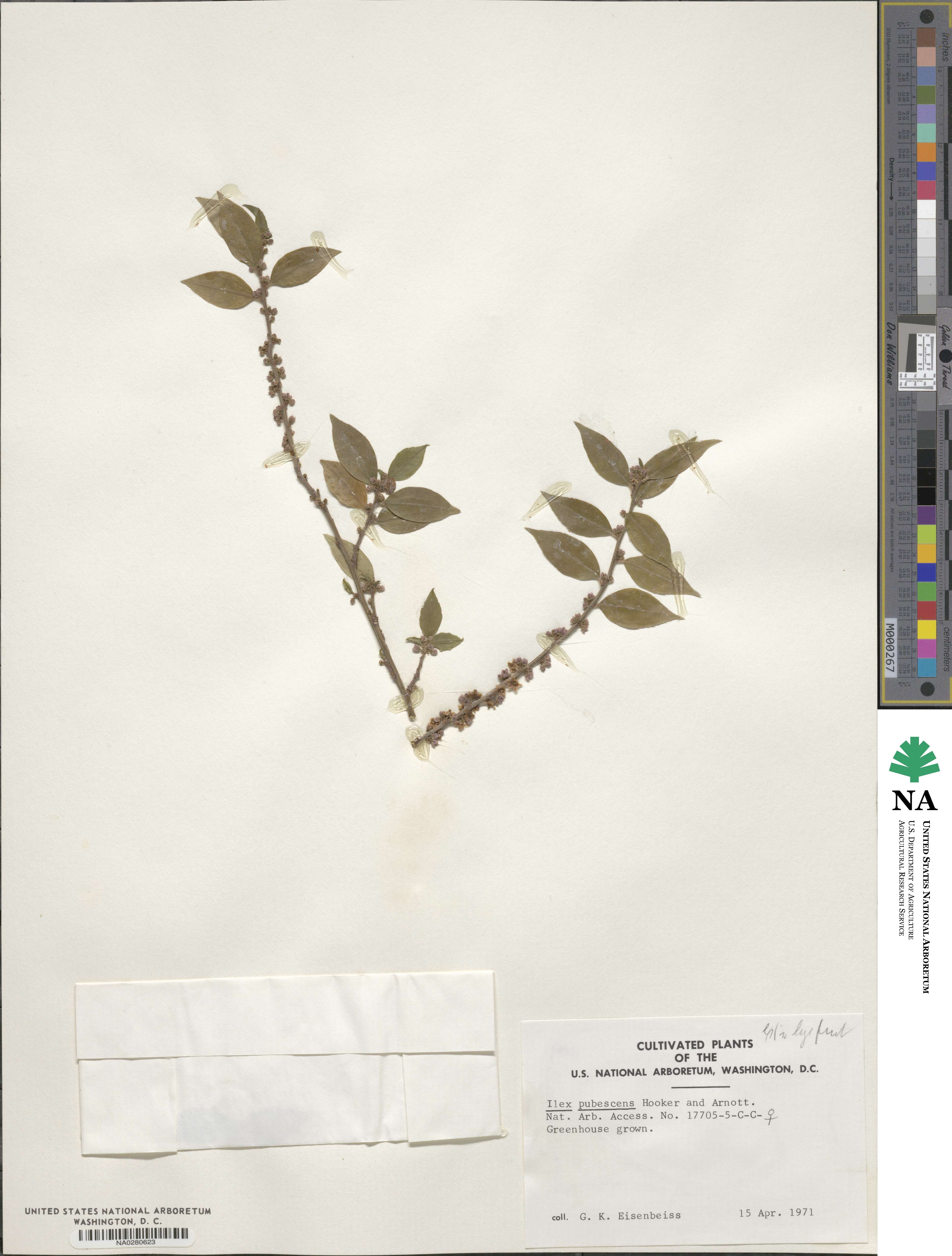 Ilex pubescens image