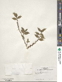 Ilex pubescens image