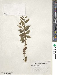 Ilex pubescens image