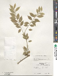 Ilex pubescens image