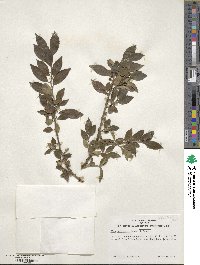 Ilex pubescens image