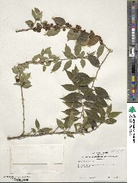 Ilex pubescens image