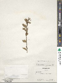 Ilex pubescens image