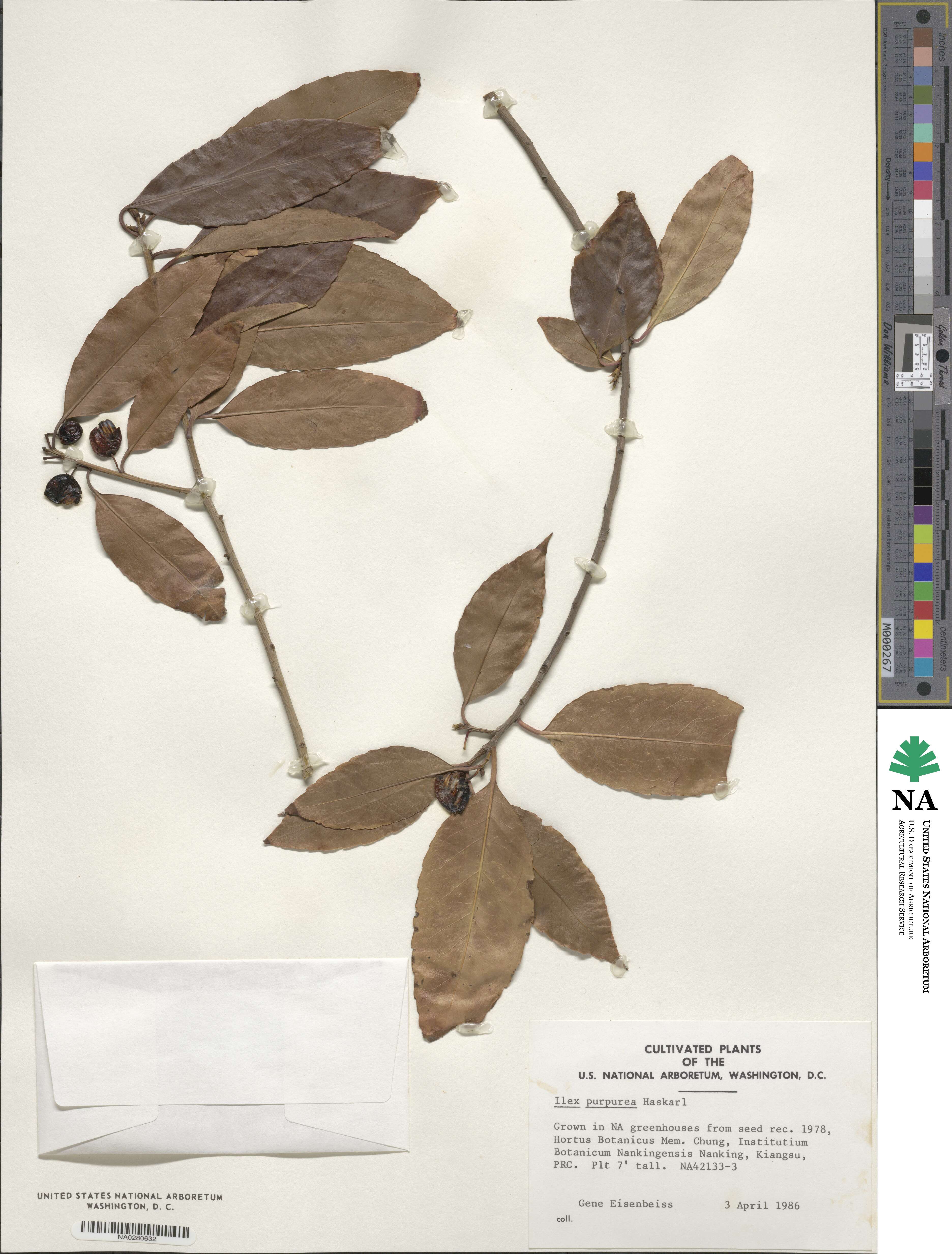 Ilex chinensis image