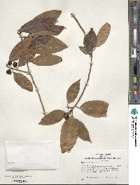 Ilex chinensis image