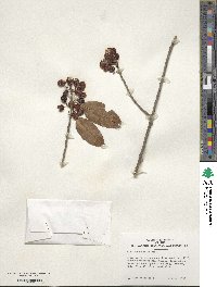 Ilex chinensis image