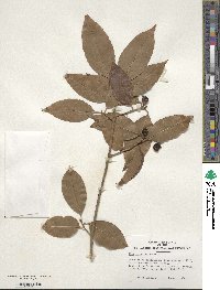 Ilex chinensis image