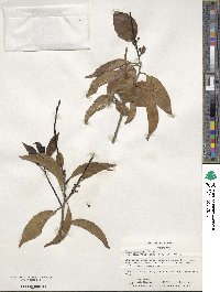 Ilex chinensis image