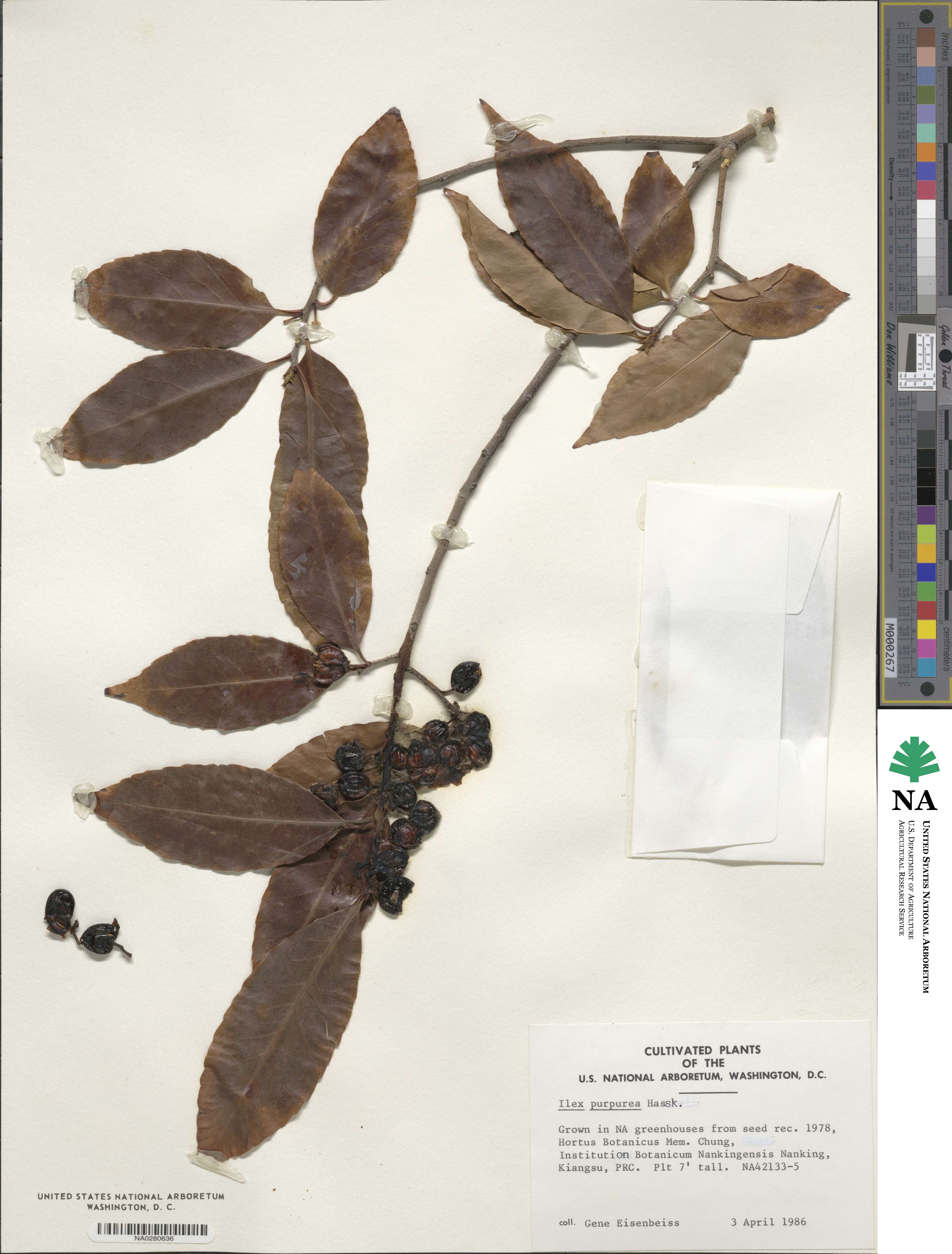 Ilex chinensis image