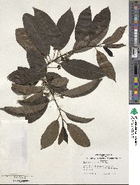 Ilex quercetorum image