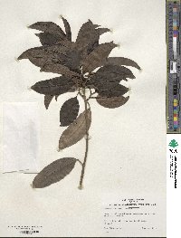 Ilex quercetorum image