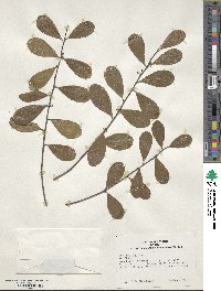 Ilex nitida image