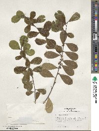 Ilex nitida image