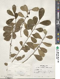 Ilex nitida image