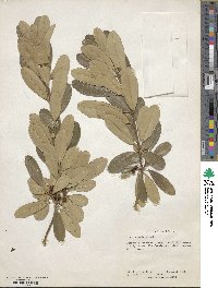 Ilex nitida image