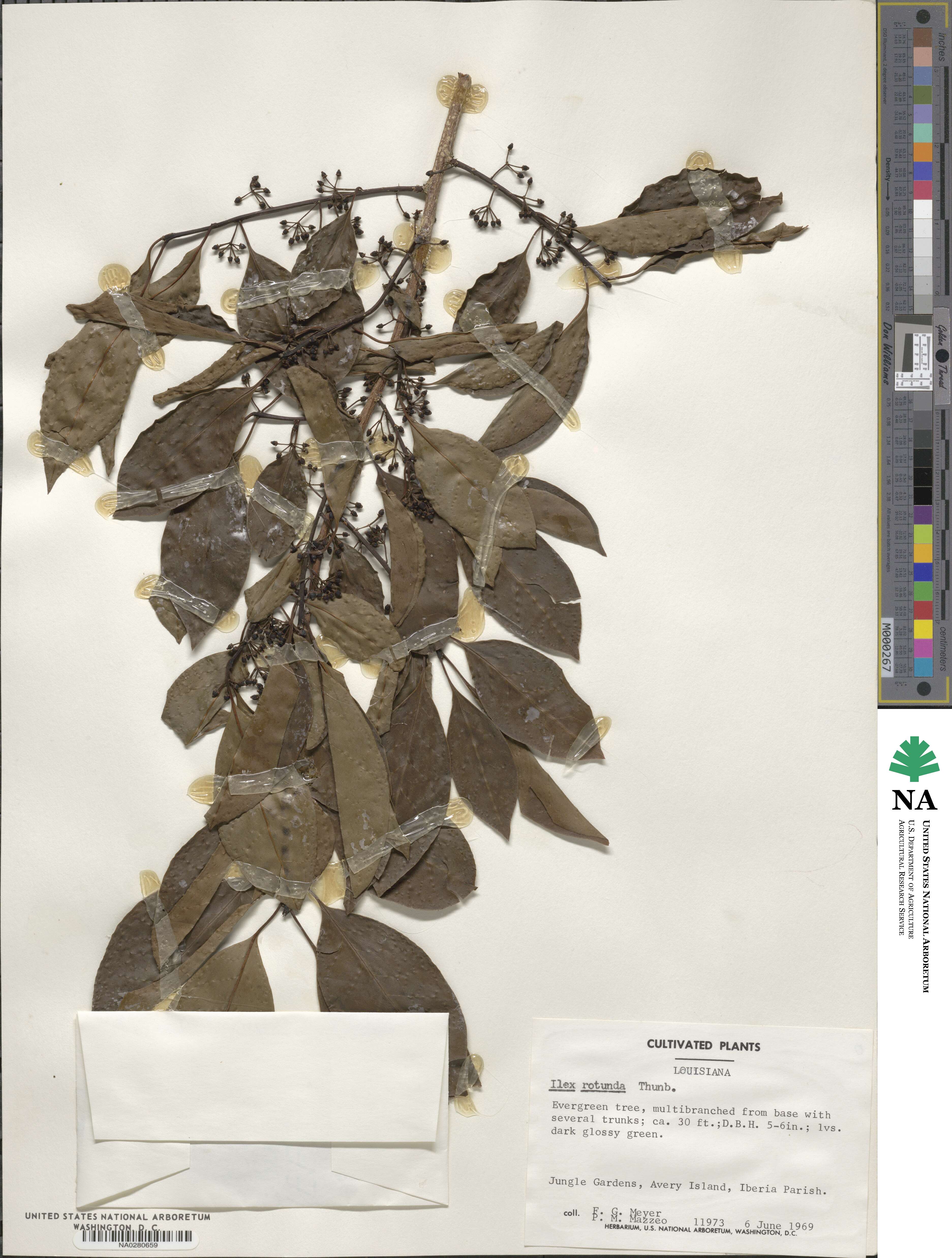 Ilex rotunda image