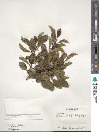 Ilex rotunda image