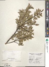 Ilex rugosa image