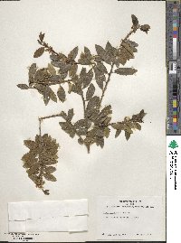 Ilex rugosa image