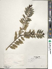 Ilex rugosa image