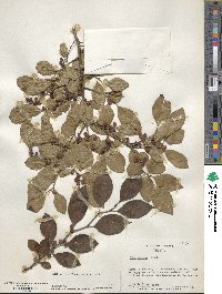 Ilex serrata image