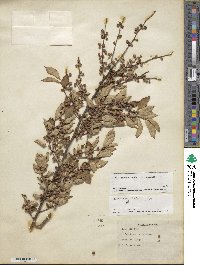 Ilex serrata image