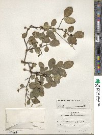 Ilex serrata image