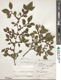 Ilex serrata image